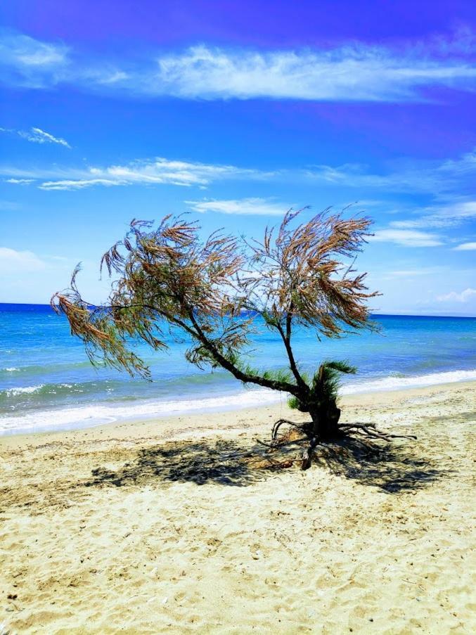 Seaside Family Apartment In Paralia Dionisiou Buitenkant foto